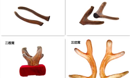 藤三七叶图片-藤三七图片吃法网 - 网站提供藤三七叶图片小常识、藤三七长什么样图片