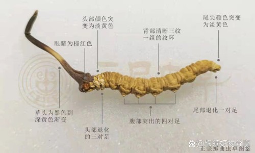 藤三七的图片及功效-藤三七图片吃法网 - 网站提供藤三七叶图片小常识、藤三七长什么样图片